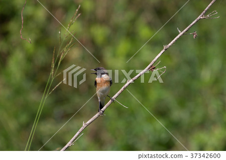 beautiful male Eastern Stonechat beautiful male Eastern Stonechat 37342600