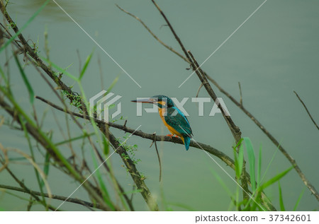 Common kingfisher perching on the branch Common kingfisher perching on the branch 37342601