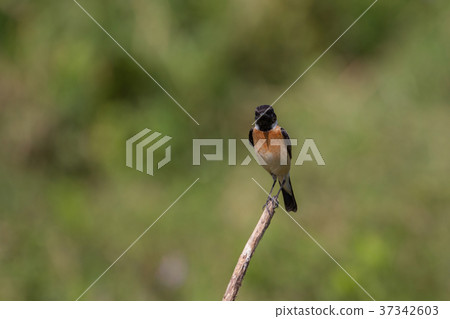 beautiful male Eastern Stonechat beautiful male Eastern Stonechat 37342603
