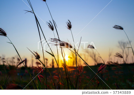 Reed in the sunset reed in the dusk with the daylight 37343889
