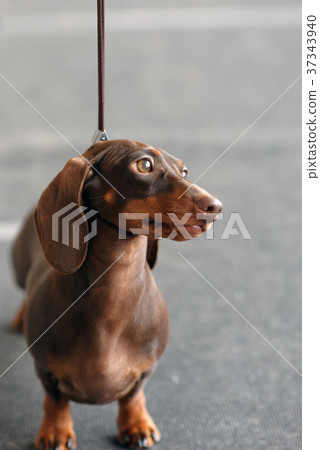 Dachshund on the dog show Dachshund on the dog show 37343940