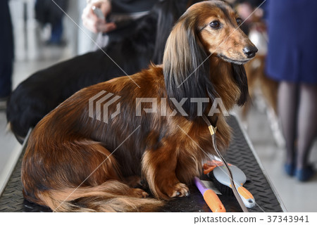Dog on the dog show Dog on the dog show 37343941