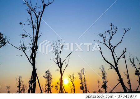 剪影之美-樹 Beautiful silhouette of tree in the dusk 37343977