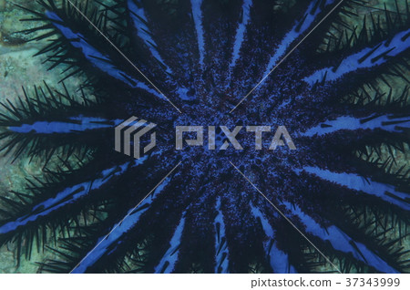 Blue starfish Blue starfish 37343999