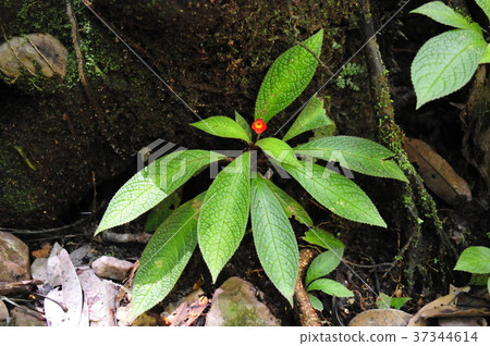 天使之路秋天 37344614