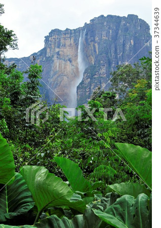 天使墜落 37344639