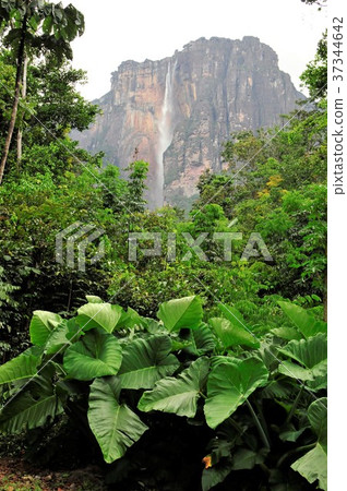 天使之路秋天 37344642