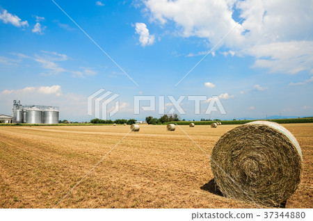 Hay bales in the field, on the background agricultural silos. 37344880