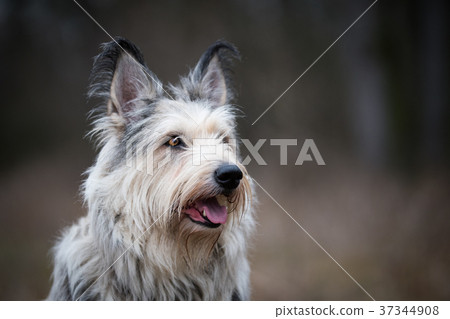 Berger picard dog in winter the field Berger picard dog in winter the field 37344908