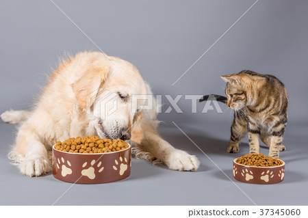 Dog and cat eating 37345060
