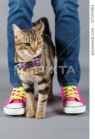 Little cat with its owner 37345063