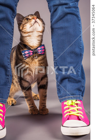 Little cat with its owner 37345064