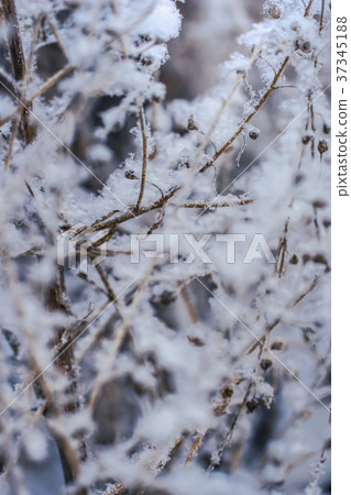 Dry plant in snow close-up Dry plant in snow close-up 37345188