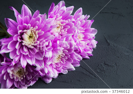 Pink chrysanthemums on gray Pink chrysanthemums on gray 37346012