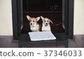 Puppies Welsh Corgi on fashion shoot. Style mimimi 37346033