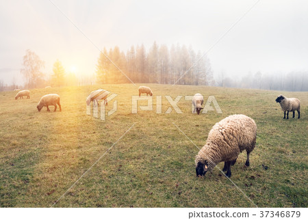 sheep in the fog early in the morning on a pasture 37346879