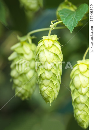 Green fresh hop cones for making beer and bread 37346899