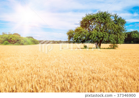A field of wheat and a large green tree 37346900