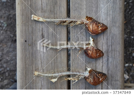Fried fish leftovers 37347849