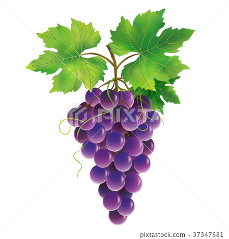 Purple grape on white background 37347881