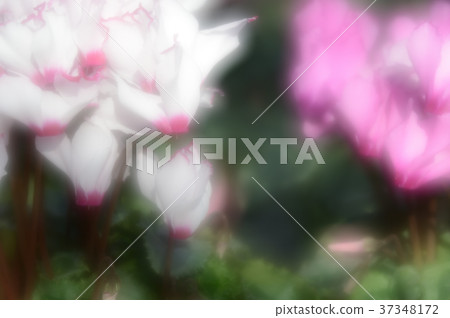 花卉中心仙客來，精彩 37348172