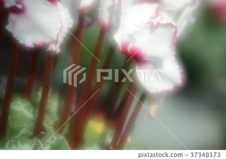 花卉中心仙客來，精彩 37348173