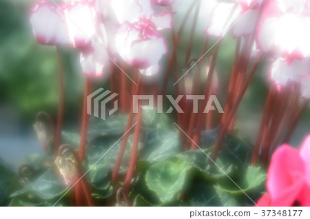 Flower center cyclamen, brilliantly 37348177