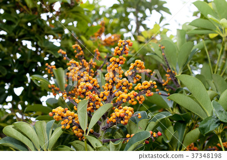 Kapok Fruit (Chefrera, Yadriha kanoki) 37348198