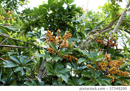Kapok Fruit (Chefrera, Yadriha kanoki) 37348200