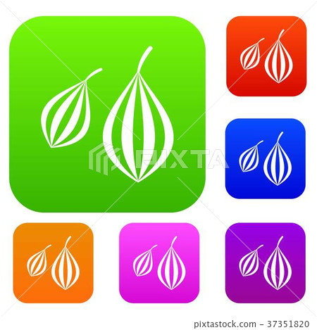 Trachyspermum ammi set color collection 37351820