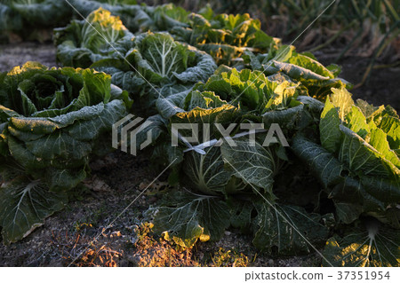 Frosted home garden broccoli leaves 37351954