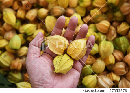Cape gooseberry  37353878