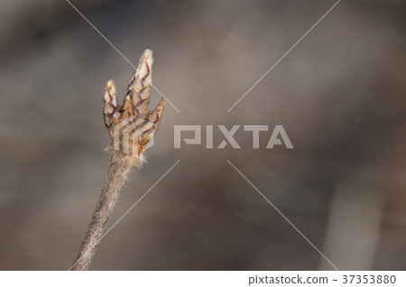 It is a natural plant megusurinoki, winter bud. Distinctive brown on the rim of the bud that looks like shiny hair and mesh 37353880