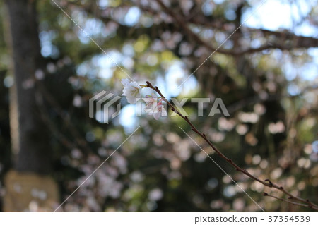 Cherry Blossoms Cherry Blossoms 37354539