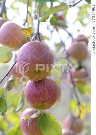 Apple 3 37354968