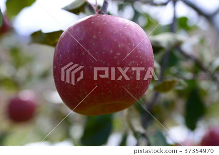 Apple 5 37354970