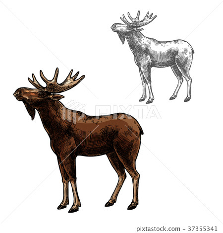 Elk vector sketch wild animal isolated icon Elk vector sketch wild animal isolated icon 37355341