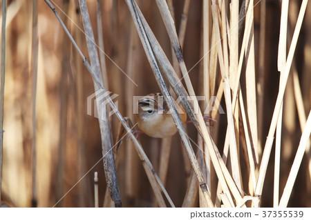 弗林特火 弗林特火 37355539