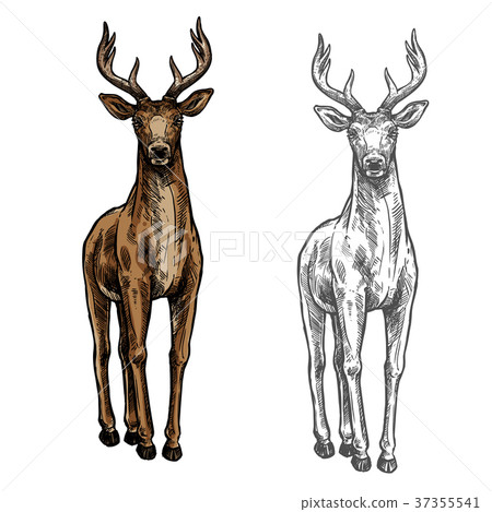 Elk hind vector sketch wild animal isolated icon 37355541
