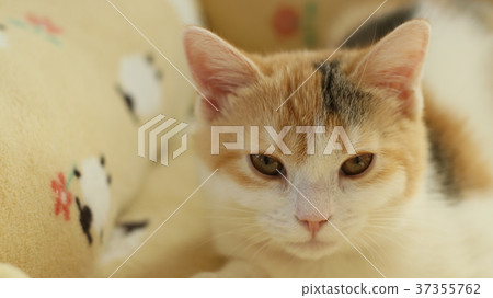 一隻小貓 一隻小貓 37355762