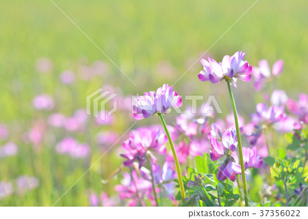 Astragalus flowers 37356022