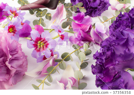 Purple flower 37356358