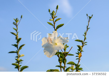 朱槿,扶桑花 朱槿,扶桑花 37356502