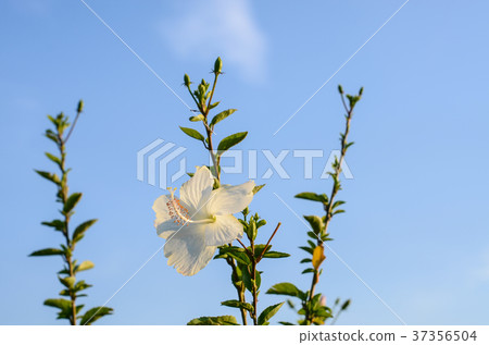 Zhu Xi, hibiscus Zhu Xi, hibiscus 37356504