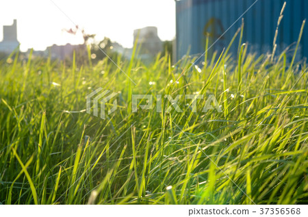 Grass, green grass 37356568