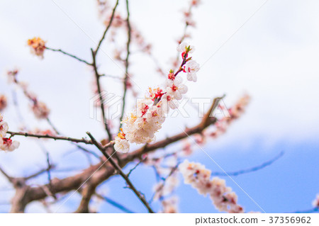 Beautiful cherry blossom in soft focus 37356962