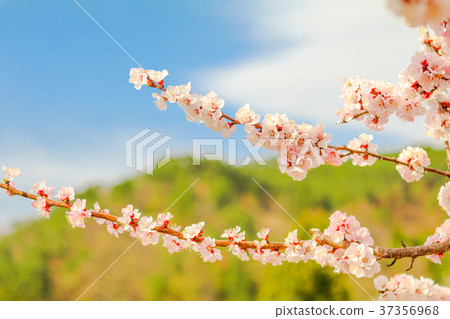 Beautiful cherry blossom , sakura  in spring time  37356968