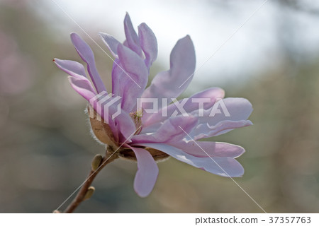 Flowering of Shidecab bush Flowering of Shidecab bush 37357763
