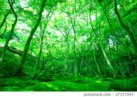 Shiooji Temple / Kara no paradise 2 of early summer 37357843