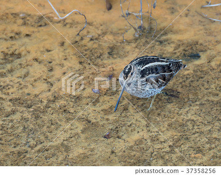 Tashigi to eat in the swamp 37358256